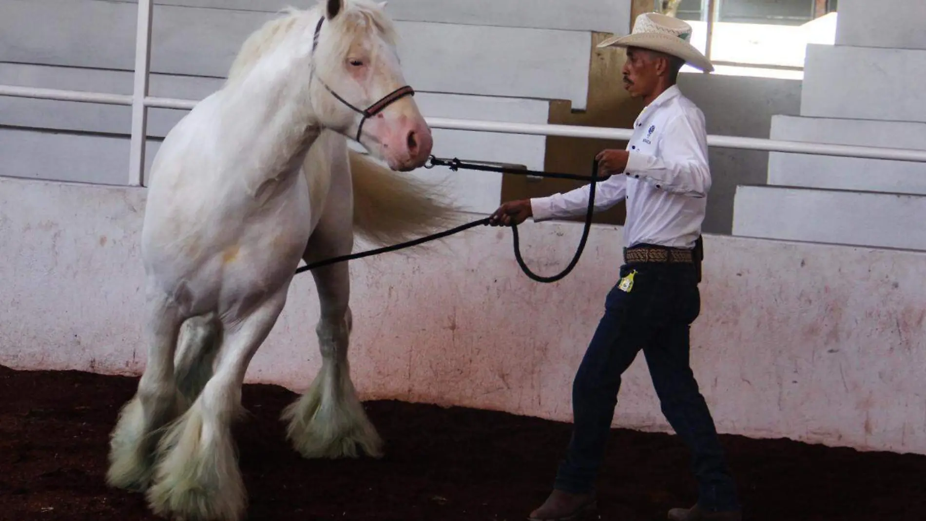 Expo Gandera Cortesía  (1)